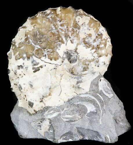 Discoscaphites Gulosus Ammonite - South Dakota #44062